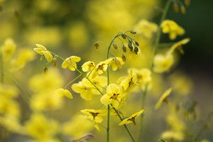 Horny Goat Weed, Testosterone, And Boosting Libido