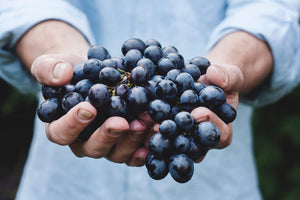 Resveratrol: Estrogen Blocker, Brain Protector, and Fountain of Youth?