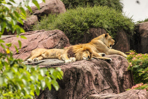 Sleep and Testosterone: How to Increase Your Testosterone by 15% an Hour