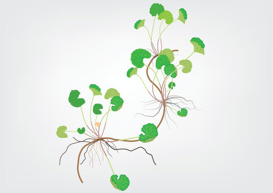 Bacopa Monnieri Benefits For Men