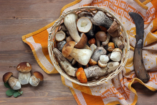 The Healing Power of Medicinal Mushrooms