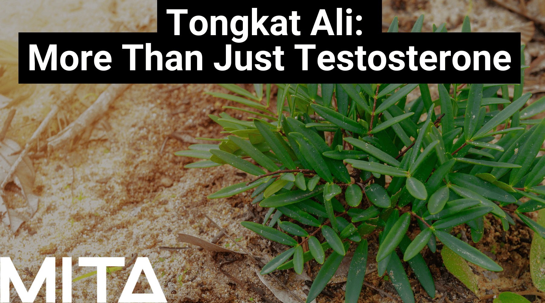 Tongkat Ali: MUCH More Than Just a Testosterone Booster