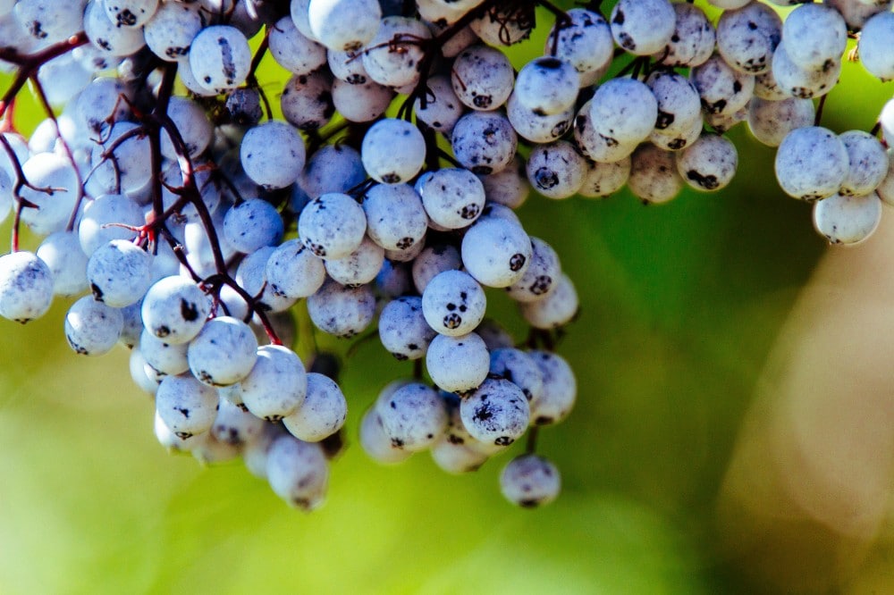 Boost Immunity With Resveratrol