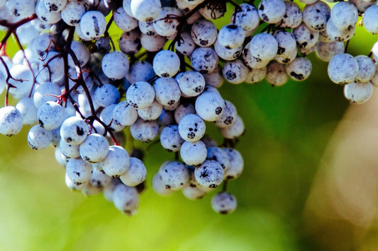 Boost Immunity With Resveratrol